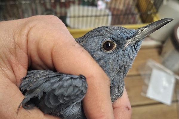 Bei einem Vogelfänger in Norditalien entdeckte Blaumerle