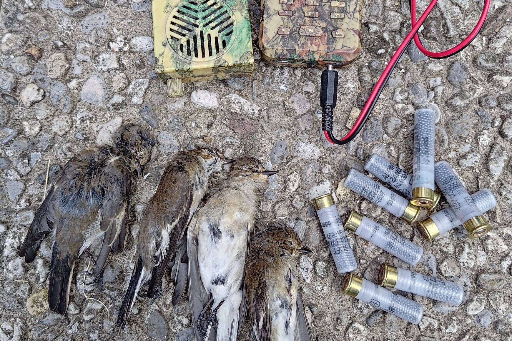 In Brescia bei einem Wilderer sichergestellte Trauerschnäpper, Schrotmunition und elektronische Lockgeräte