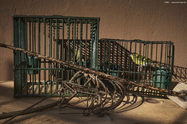 Bei Wilderer in Brescia im Oktober 2024 sichergestellte lebende Erlenzeisige, Schlagfallen und eine Leimrute