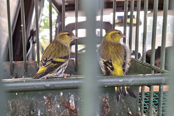 Bei einem Wilderer in Brescia sichergestellte Erlenzeisige