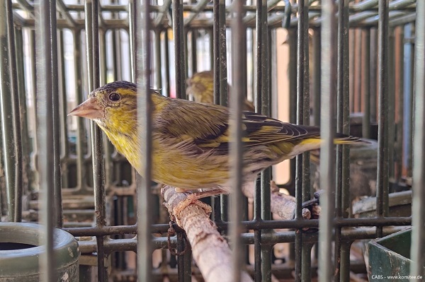 Erlenzeisige sind beliebte Käfigvögel in Italien und werden oft illegal mit Netzen gefangen