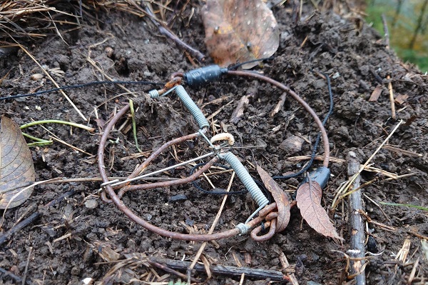 Schlagfalle zum Rotkehlchenfang in Brescia/Norditalien