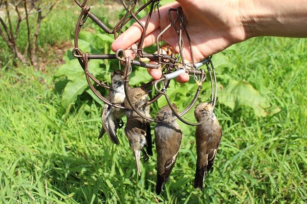Mit Schlagfallen in Norditalien gefangene Trauerschnäpper
