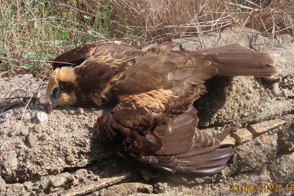 Von einem Wilderer in Reggio (Kalabrien) geschossene Rohrweihe 