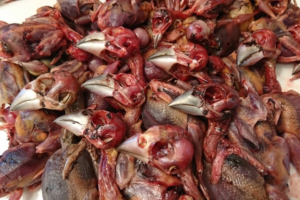 In vielen Regionen des Mittelmeeres gelten Singvögel (hier Kernbeißer) immer noch als Delikatessen.