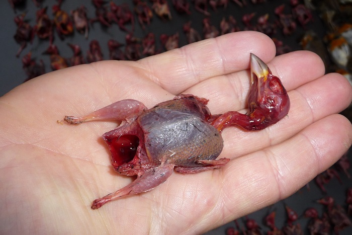 Gerupfter Sperling, sichergestellt von der Polizei