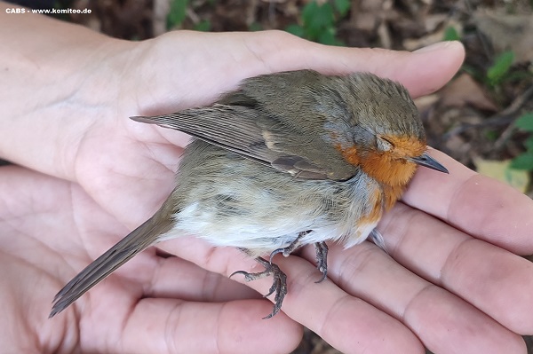 Der Fall des 92jährigen Vogelfängers vom Idrossee gelegt, wie groß der Schaden sein kann, den ein einzelner Wilderer anrichtet