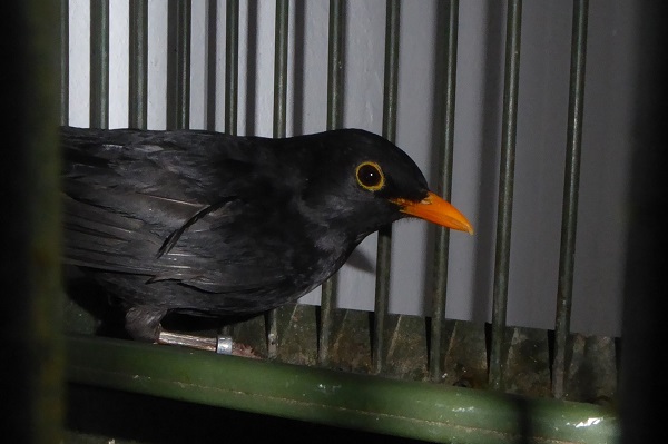 Amsel als Lockvogel für die Singvogeljagd