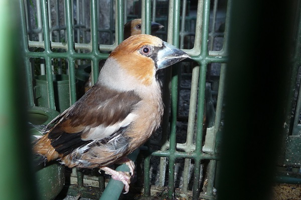 Frosone usato illegalmente come richiamo vivo (Italia)