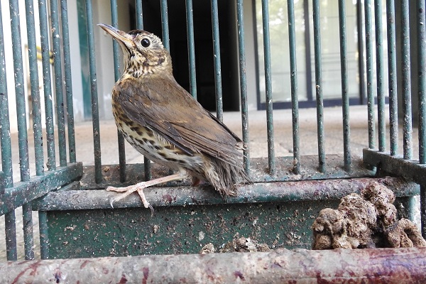 Von dem neuen Gesetz in der Lombardei sind vor allem Drosseln (hier eine Singdrossel) und Feldlerchen betroffen. 