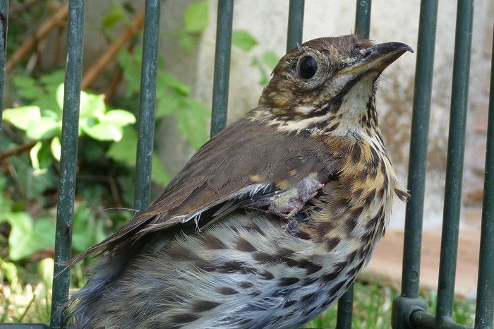 Ende im Lockvogelkäfig: Singdrossel