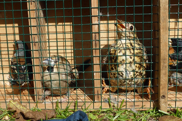 Bei einem Jäger in Italien sichergestellte Lockvögel (vlnr.: Buchfink, Kernbeißer, Singdrossel, Bergfink)