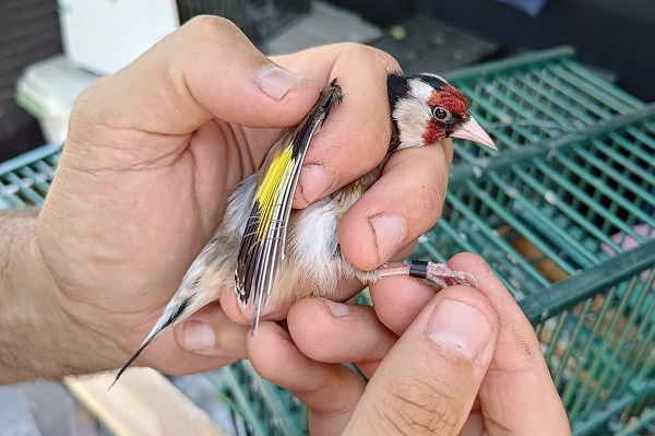 Ringkontrolle bei einem Stieglitz.