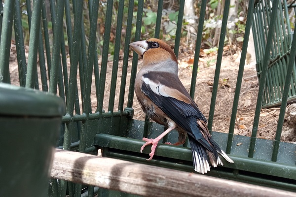Kernbeißer als Lockvogel an einem Fangnetz in Brescia (Italien)