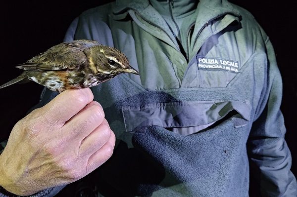 Gerettete Rotdrossel