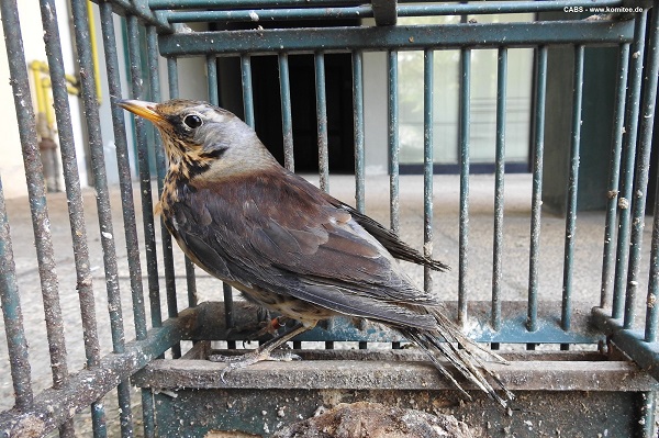 Wacholderdrosseln gehören zu den "Zielarten" italienischer Jäger in den Südalpen. Viele Wildvögel werden illegal gefangen und als nachgezüchtete Lockvögel für viel Geld verkauft. Unsere Experten konnten nun sieben Jäger mit falsch beringten Drosseln überführen.