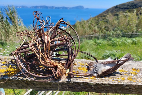Im Frühling dieses Jahres auf Palmarola (Pontinische Inseln, Italien) sichergestellte Schlagfallen. 