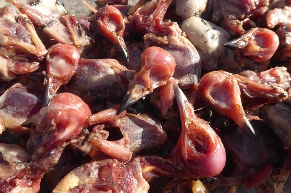 Beschlagnahmt: Gerupfte Singvögel 