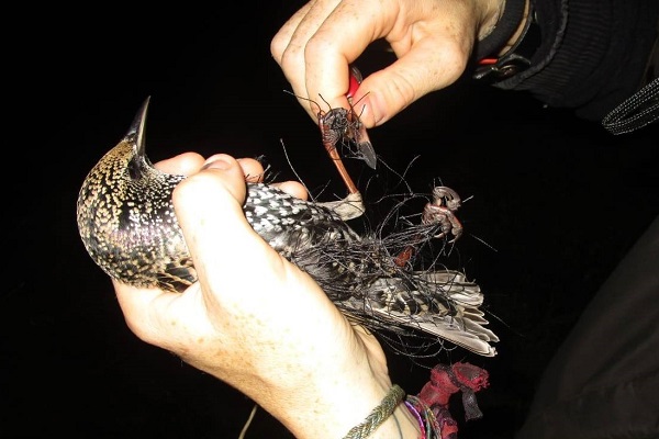 Befreiung eines Stars aus einem Fangnetz