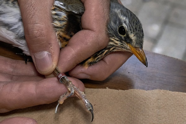 Beringte Wacholderdrossel: Lockvögel für die Vogeljagd müssen gezüchtet sein, sind aber oft Wildfänge mit manipulierten Zuchtringen.