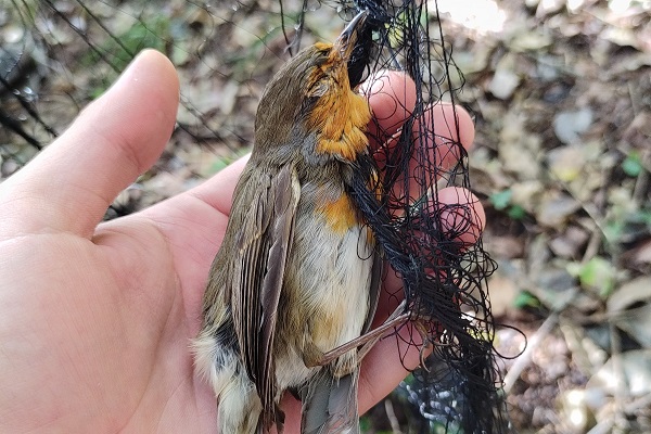 Rotkehlchen in einem Netz in Norditalien