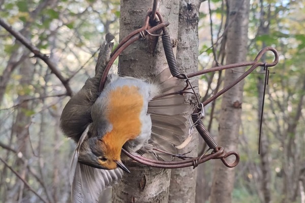 Rotkehlchen in einer Schlagfalle 