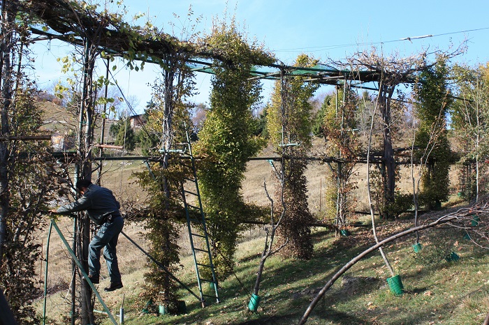 In den 1990er Jahren waren in Italien noch Dutzende Großfanganlagen - sog. "roccoli" in Betrieb.