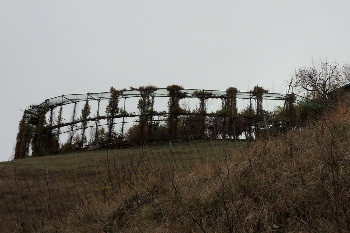 Typischer roccolo: In den "Fenstern" der Buchenhecke steht das Netz