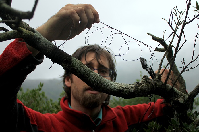 Komitee-Mitarbeiter beim Abbau von Rosshaarschlingen