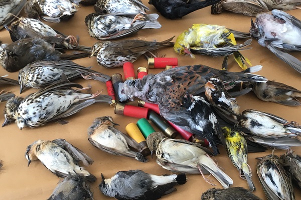 Beim Wilderer auf Ischia im Jahr 2021 sichergestellte geschossene Vögel