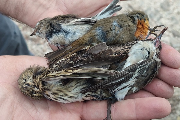 Der Mann hatte bereits Baumpieper, Trauerschnäpper, Rotkehlchen und Gartenrotschwänze geschossen. 