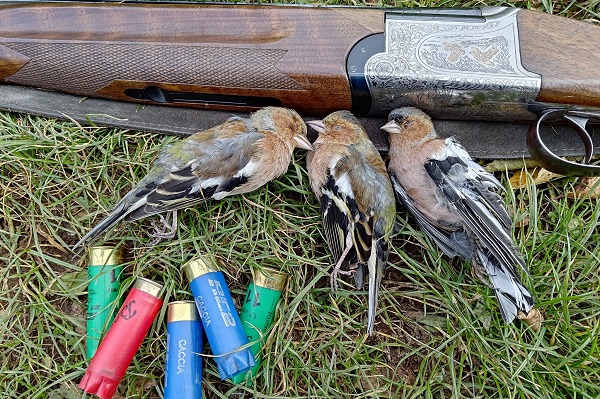 Geschossene Buchfinken in Norditalien.