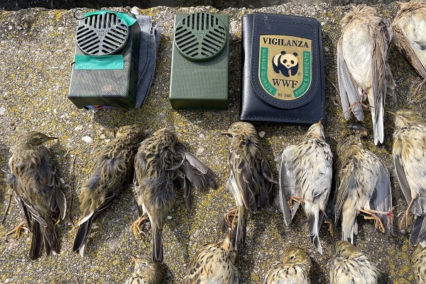 Von den vom Komitee gegen den Vogelmord finanziell unterstützten Jagdaufsehern des WWF bei einem Jäger sichergestellte frisch geschlossene Wiesenpieper und elektronische Lockenlagen.