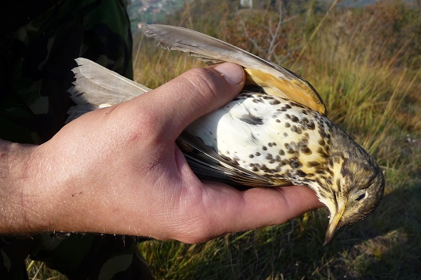 Drosseln, hier eine geschossene Singdrossel in Italien, gehören zu den häufigsten bejagten Vogelarten in der EU. Archivbild 