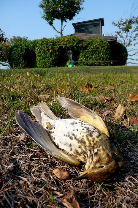 Geschossene Singdrossel vor einer Tarnhütte