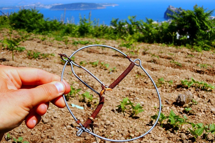 Schlagfallen für Braunkehlchen sind auf Ischia selten geworden