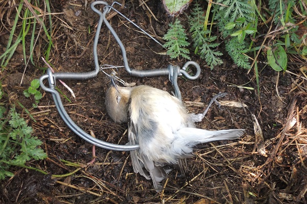 In einer Schlagfalle gefangener Trauerschnäpper.