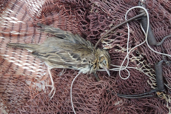 Mit Schlagfalle gefangener Baumpieper (Archivfoto)