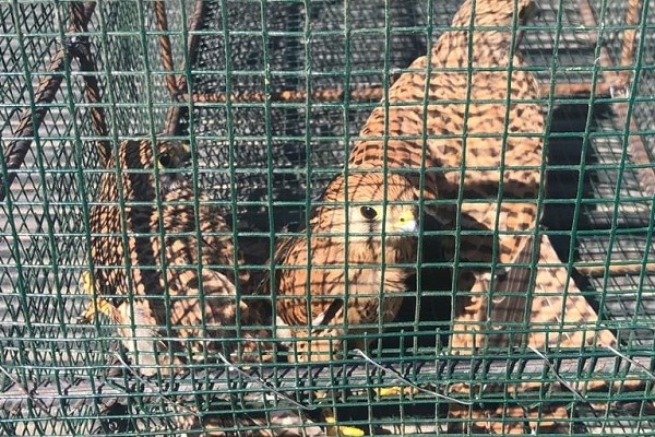 Die beschlagnahmten Turmfalken befinden sich aktuell noch in Pflege, können aber bald ausgewildert werden.