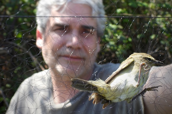 Zilpzalp in einem illegalen Fangnetz im Libanon