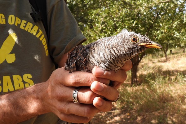 Aus einem illegalen Fangnetz im Bekaa-Tal geretteter Kuckuck