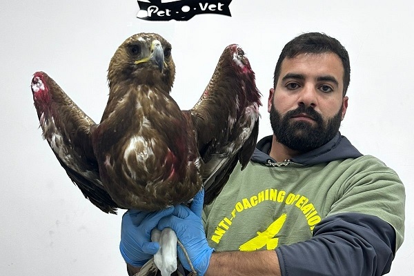 Libanesisches Komitee-Mitglied mit dem in Beirut sichergestellten Steinadler 