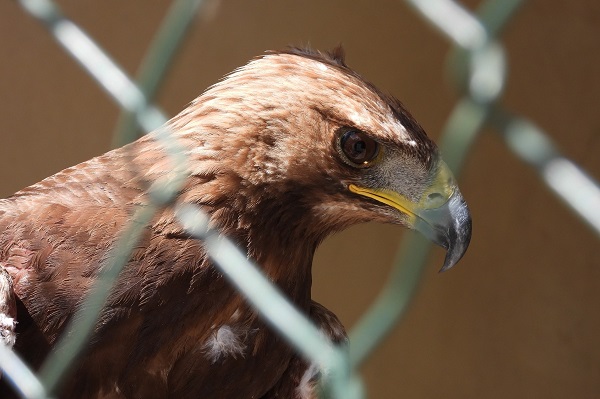 Der nun freigelassene Steinadler fristete ein trauriges Dasein in einem Verschlag in Beirut