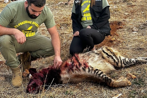 Im Bekaa-Tal von einem Komitee-Team gefundene, illegal geschossene Streifenhyäne