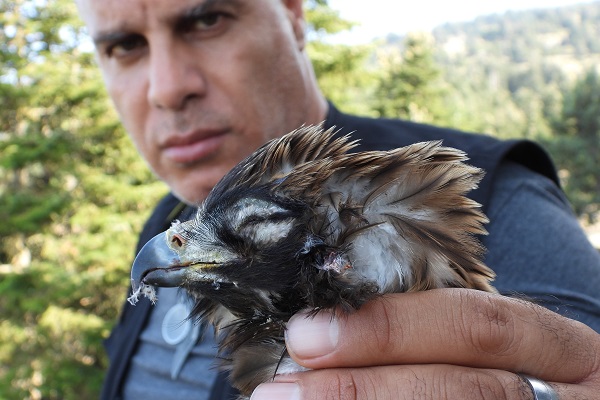 Geschossener Schreiadler im Libanon