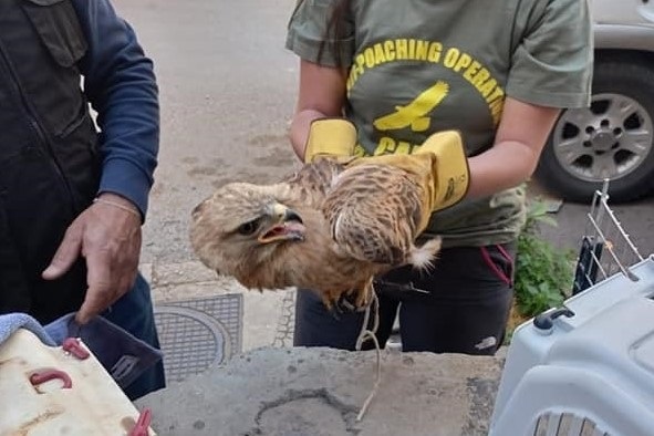 Von Komitee-Mitarbeitern geretteter Adlerbussard (Libanon)