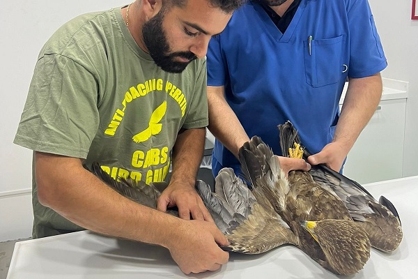 Untersuchung des Schreiadlers im Libanon