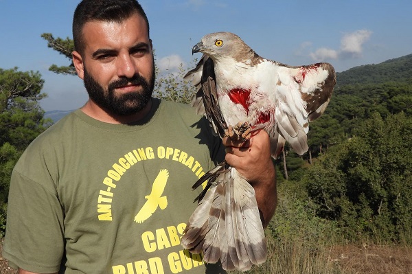 Komitee-Mitarbeiter mit einem bei Akkar Al Attiqa (Libanon) geschossenen Wespenbussard.
