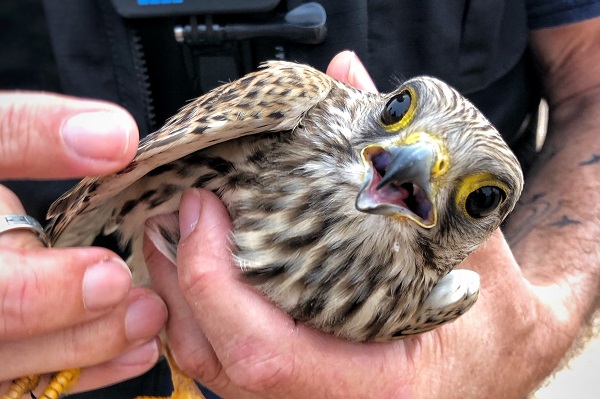 Im Libanon abgeschossener Turmfalke
