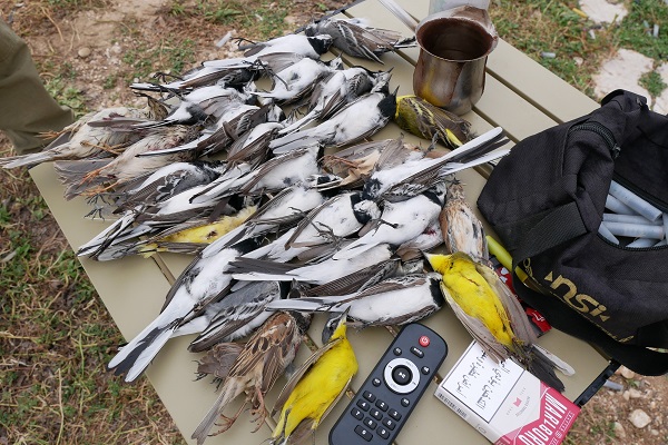 Jagdbeute eines Vormittags: Bei einem Wilderer im Libanon gefundene Grauammern, Schaf- und Bachstelzen, dazu jeweils ein Rotkehlpieper, Hänfling und Weidensperling
